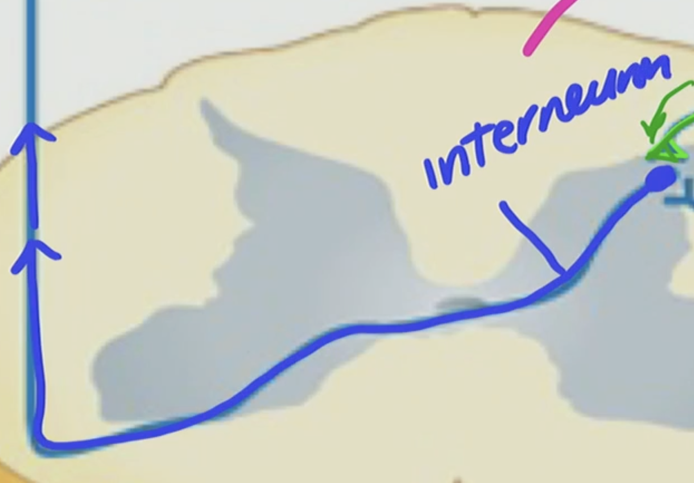 <p>Interneuron</p>