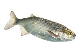 <p><span><span>Occur from as far down the </span></span>Mackenzie River<span><span> as </span></span>Aklavik<span><span> in the north to </span></span>Mississippi<span><span> in the south, and from </span></span>Alberta<span><span> in the west to </span></span>Ohio<span><span> south of the </span></span>Great Lakes<span><span>, with an isolated population south of </span></span>James Bay<span><span>.</span></span></p>