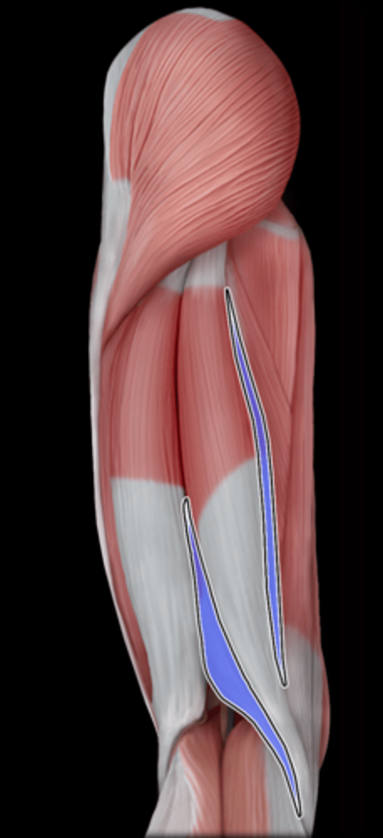 <p>What Muscle Is Highlighted?</p>