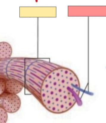 <p>a long thread comprised of protein subunits</p>
