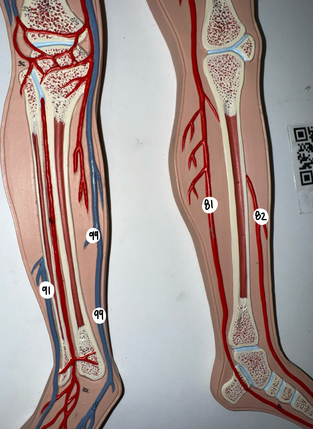<p>81; 82; 91; 99</p>