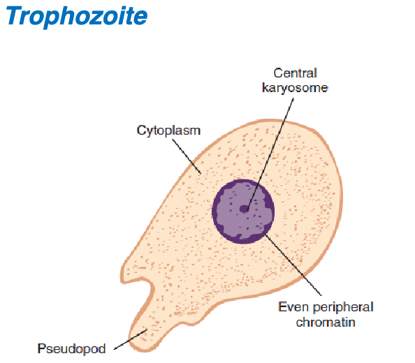 <ol><li><p>central</p></li><li><p>even</p></li><li><p>1</p></li><li><p>granular, bacteria </p></li><li><p>finger-like</p></li><li><p>non-progressive </p></li></ol><p></p>