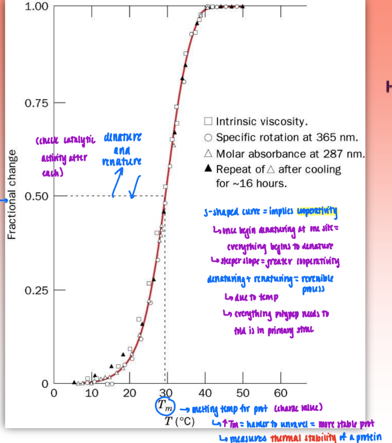<ul><li><p>plot fractional change against Tm</p><ul><li><p>fractional change = any measured parameter</p></li></ul></li><li><p>S-shaped curve = implies <strong>cooperativity</strong></p><ul><li><p>once begins denaturing at one site = everything begins to denature</p></li><li><p>steeper slope = greater cooperativity</p></li></ul></li><li><p>denaturing &amp; renaturing = reversible process</p><ul><li><p>due to temp (denature w/ heat &amp; renature upon cooling)</p></li><li><p><strong>conclusion</strong>: everything polypep needs to fold is in primary struc</p><ul><li><p>catalytically active after each transition thru curve</p></li></ul></li></ul></li></ul><p></p>