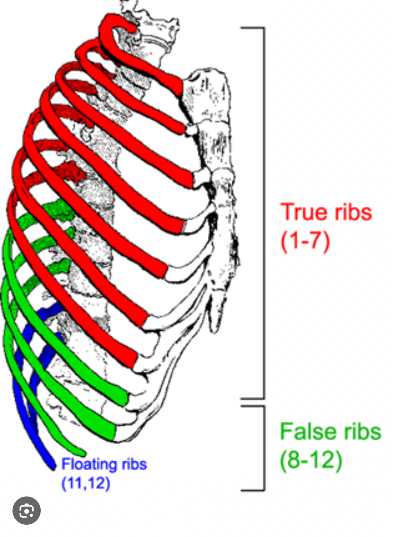 <p>Last two pairs of ribs that are unique because they don’t attach to the sternum or another rib</p>