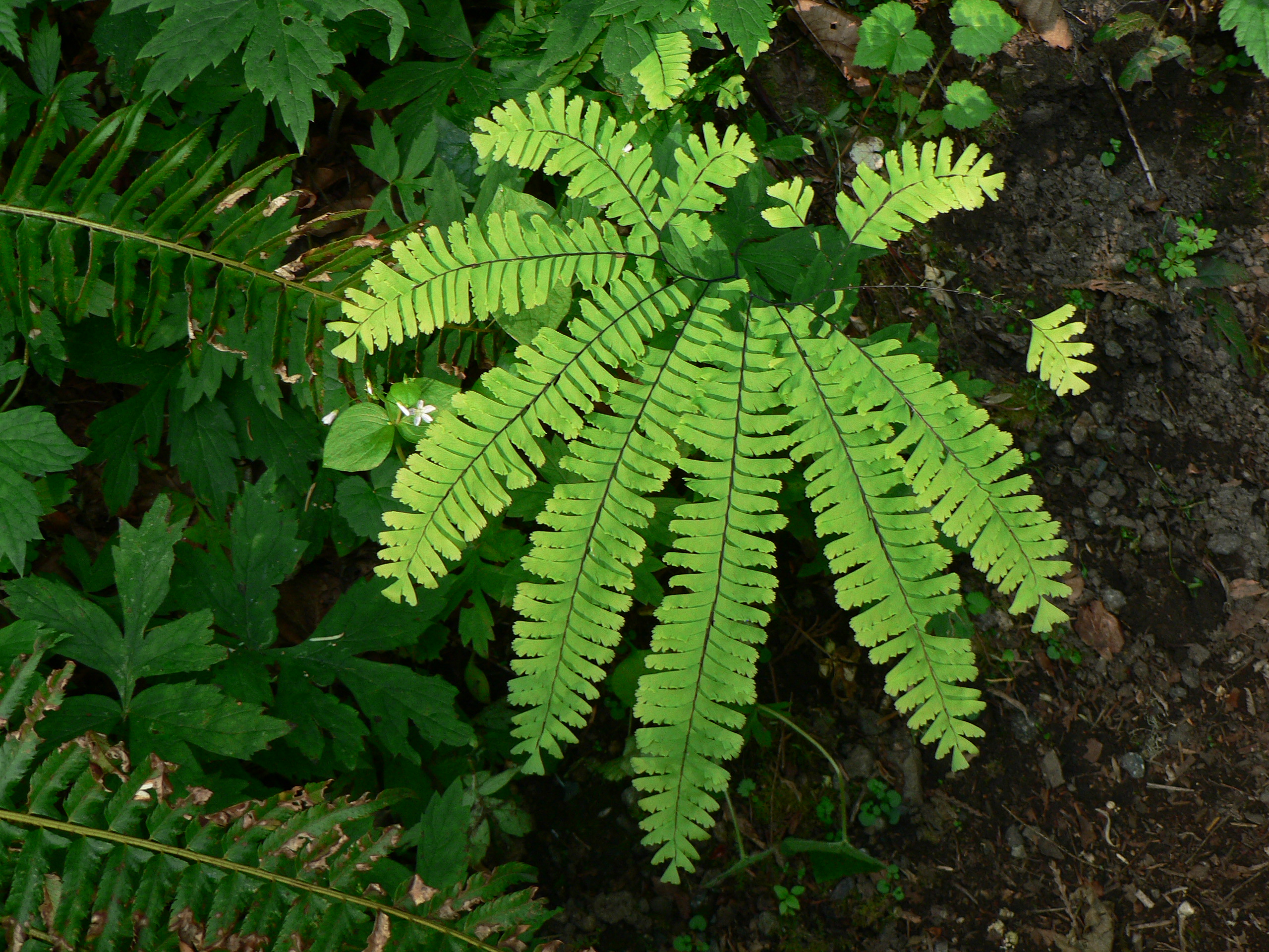 <p>Adiantum aleuticum (maidenhair fern)</p>