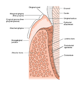 <p>Gingival sulcus (crevice) </p>