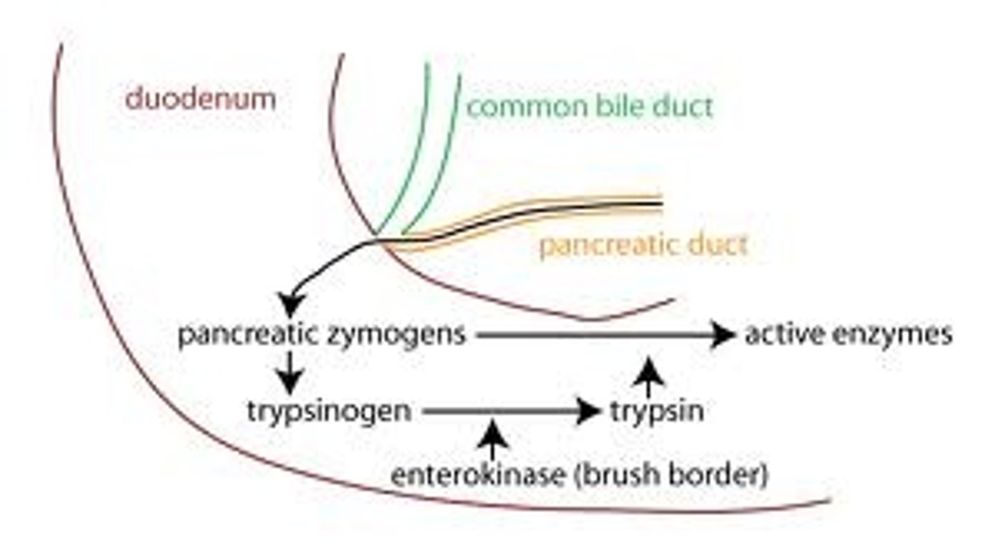 <p>A zymogen (or proenzyme) is an inactive enzyme precursor. A zymogen requires a biochemical change (such as a hydrolysis reaction revealing the active site, or changing the configuration to reveal the active site) for it to become an active enzyme. The biochemical change usually occurs in a lysosome where a specific part of the precursor enzyme is cleaved in order to activate it. The amino acid chain that is released upon activation is called the activation peptide.</p><p>The pancreas secretes zymogens partly to prevent the enzymes from digesting proteins in the cells in which they are synthesised. Fungi also secrete digestive enzymes into the environment as zymogens. The external environment has a different pH than inside the fungal cell and this changes the zymogen's structure into an active enzyme.</p>