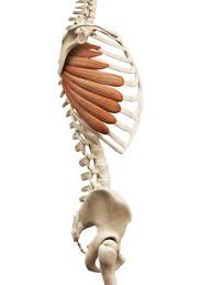 <p>dorsal/ medial trunk </p>
