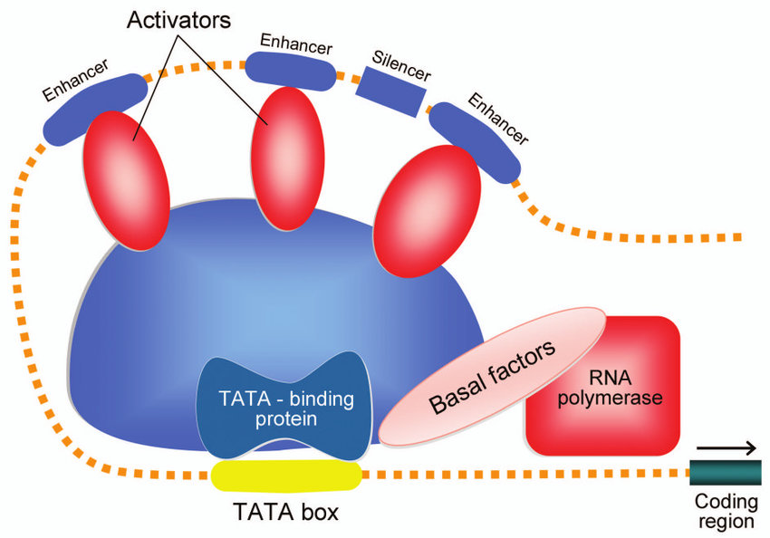 <ul><li><p>We could mutate the TATA boxes where those enhancers and silencers are</p></li></ul><p></p>