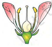 <p>type of ovary</p>