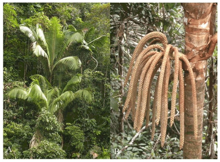 <p>standard looking palm - NO coconuts, long hanging fruits look like a stretched peanut</p>