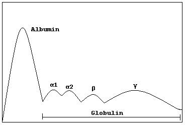 <p>Albumin, A1 (A1-antitrypsin, alpha-fetoprotein), A2 (haptoglobin, ceruloplasmin), Beta, Gamma</p>