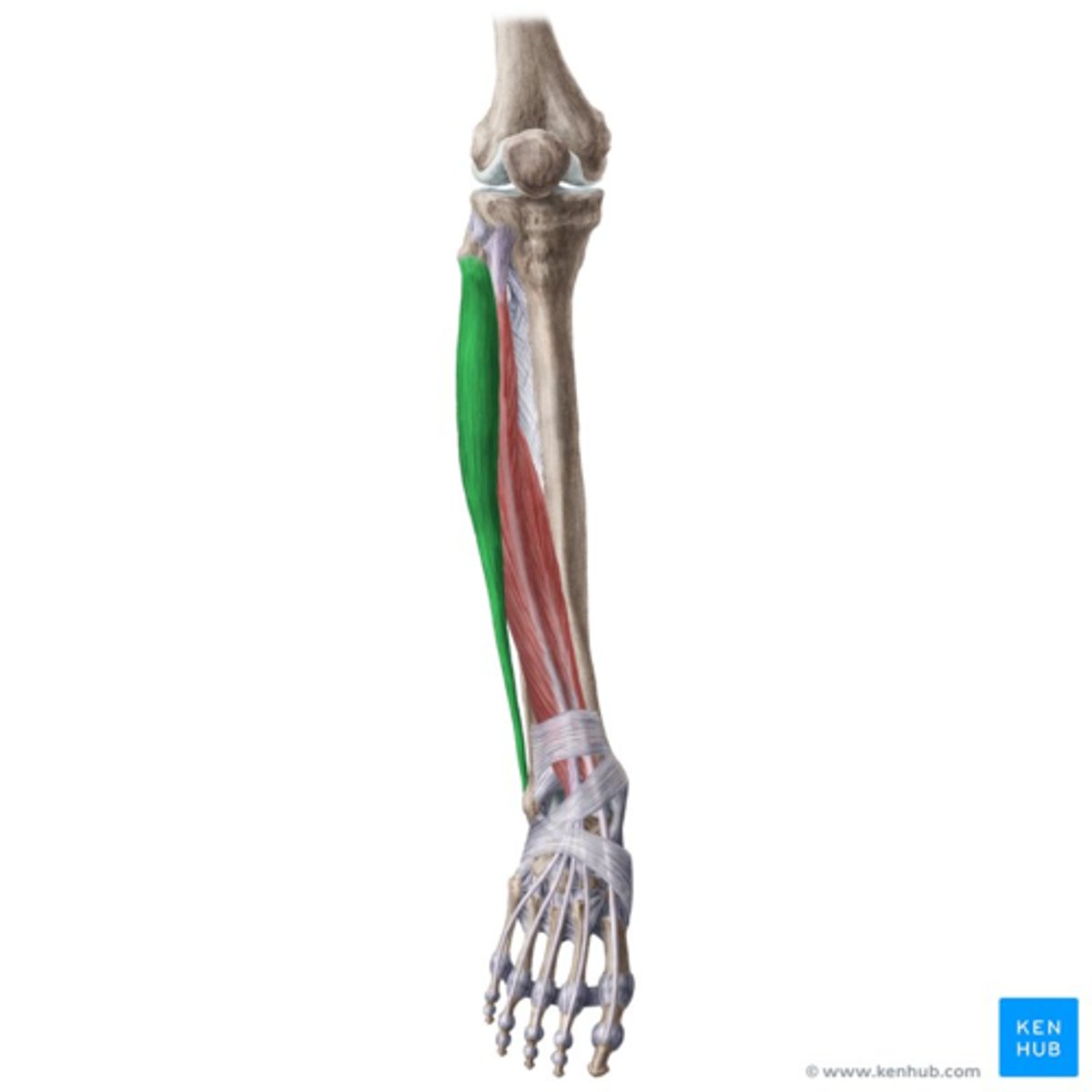 <p>M. peroneus (fibularis) longus</p><p>O: bovenste 2/3de van fibula</p><p>V: achter malleolus lateralis, door een retinaculum vastgehouden</p><p>onder trochlea</p><p>draait rond laterale voetrand naar mediaal</p><p>I: eerste metatarsaal + cuneiforme mediale</p><p>W: plantair flexie, eversie en abductie + steunt voetgewelf</p><p>Inn: N. peroneus (fibularis) superficialis (L5, S1-2)</p>
