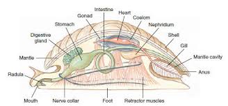 <p>-87,409 spp.</p><p>hypothetical molluscan ancestor:</p><p>-hypodermis mantle with mantle cavity housing gills</p><p>-hydrostatic foot</p><p>-scraping radula </p><p>-small true coelom surrounds heart of open circulatory system </p><p>-simple nerve cords, few ganglia→circusesophageal</p><p>-ciliated trochophore and shelled veliger larvae</p>