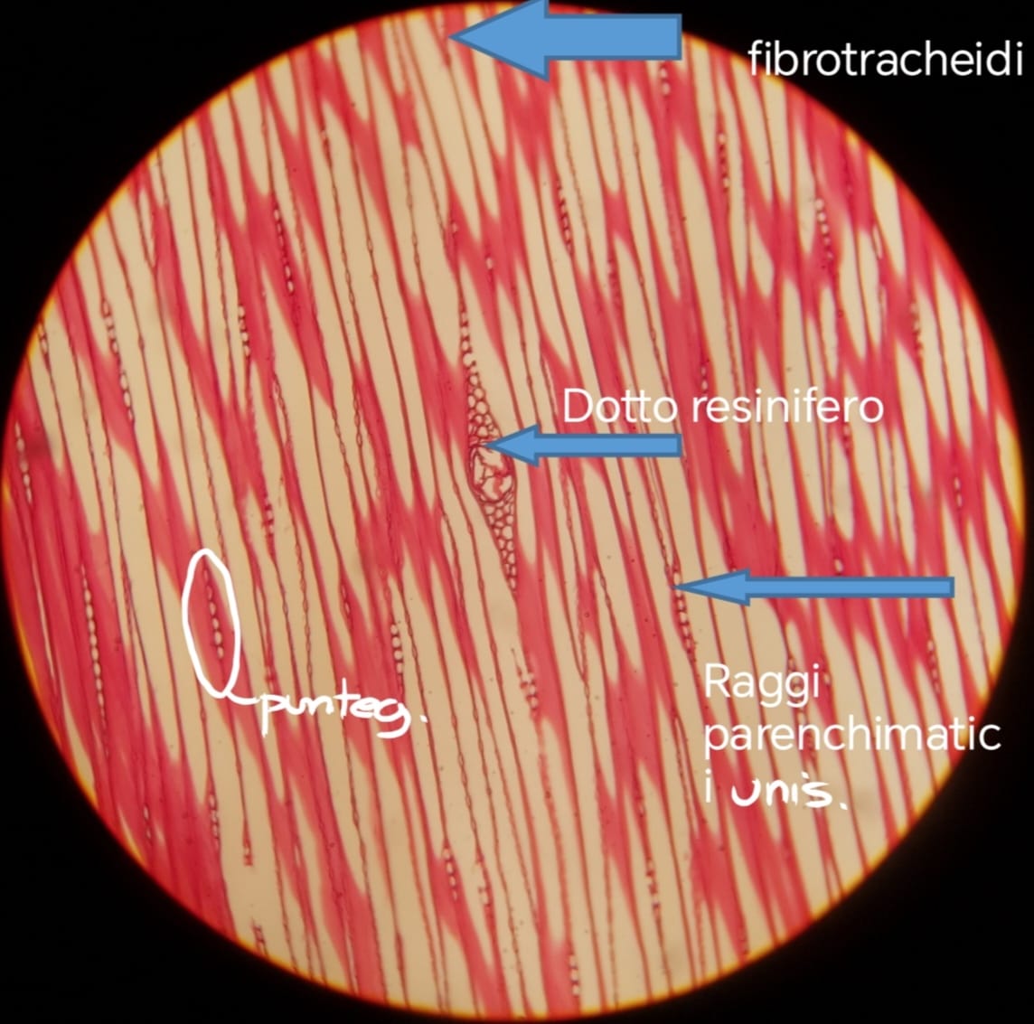 <p>*quelle che ho segnato come punteggiature non lo sono (sono raggi parenchimatici)</p><p></p>