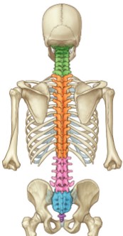 <p>The coccygeal bone is a small, triangular bone located at the base of the vertebral column. It forms from four small bones that used to be the tail during embryonic development.</p>