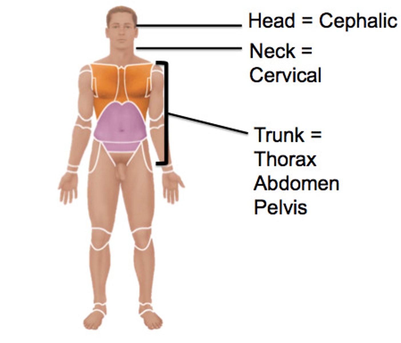 <p>head, neck, trunk</p>