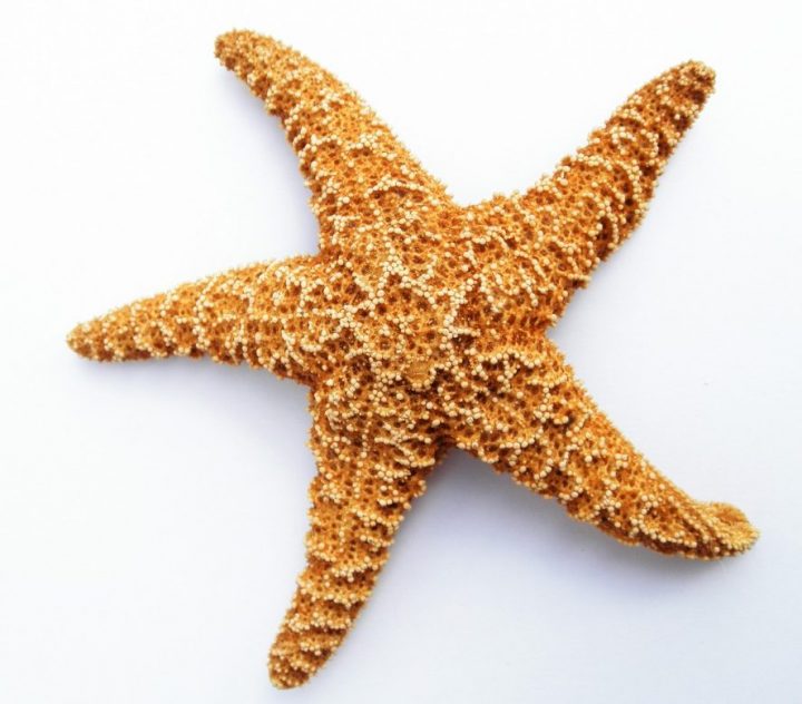 <p>Asterias (Starfish)</p>