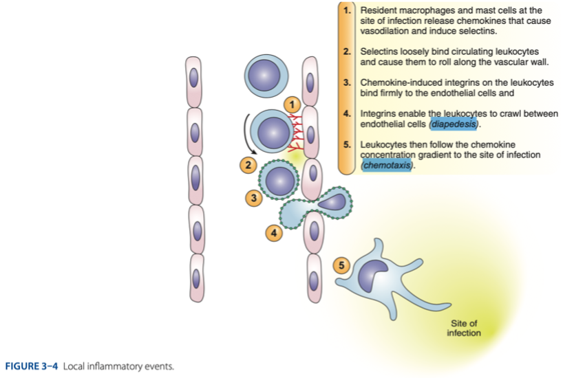 <p>simple squamous epithelium</p>