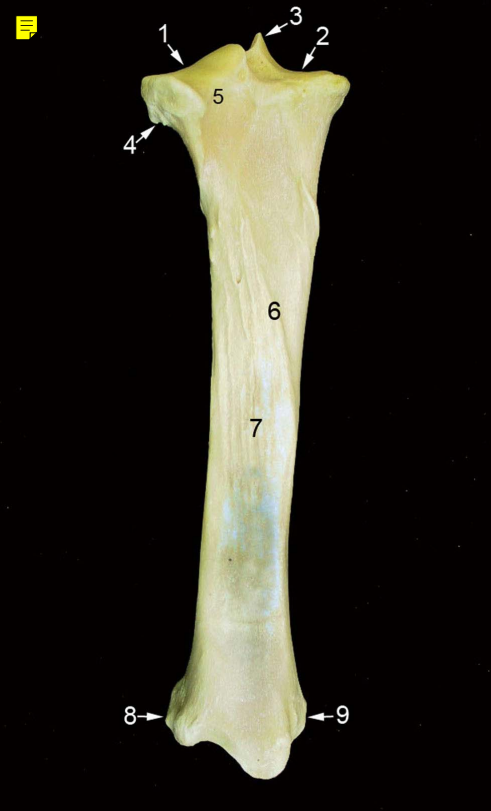 <p><strong>6</strong> -<strong> </strong>(cara caudal) (eq.)</p>