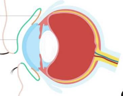 <p>name the types of conjunctiva </p>
