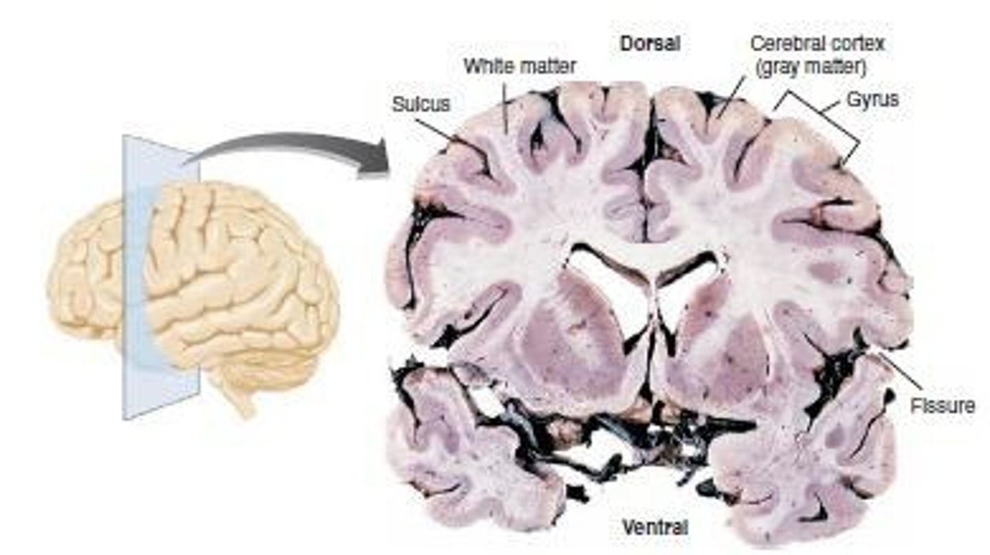 <p>Neuronal cell bodies involved in processing information.</p>