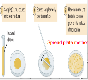 <p>aliquots of diluted samples are first placed on the surface of the agar medium and the aliquots are then spread across the surface of the afar using a sterilized glass rod</p>
