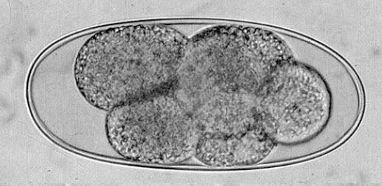 <p>Which parasite did this egg originate from?</p>