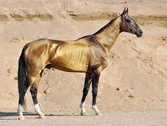 What horse breed?