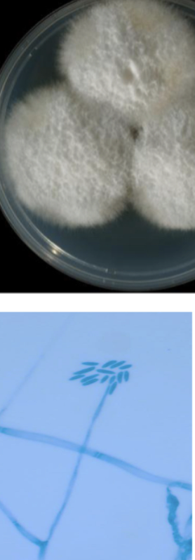 <p>Fusarium solani</p>
