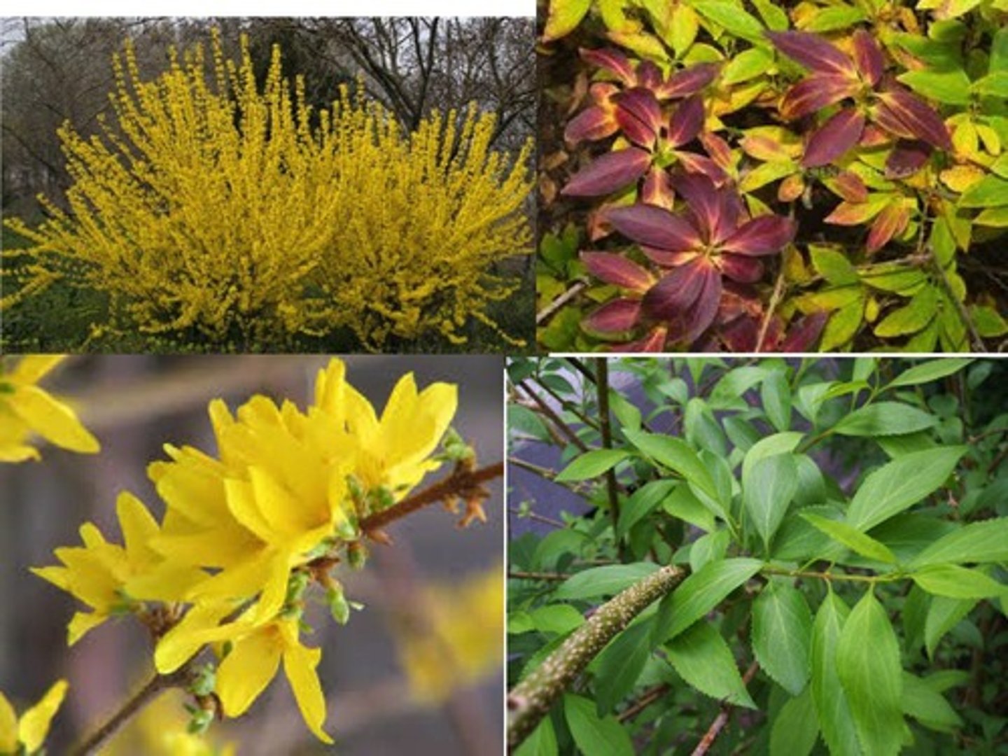 <p>-Golden twigs<br>-Opposite buds<br>-Spotted twig texture</p>