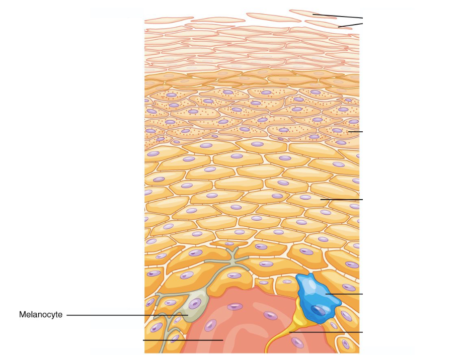 <p><span>Produce and distribute melanin, which is a skin pigment.</span></p>