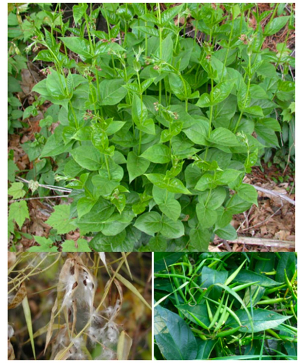 <p>pale swallow-wort</p>