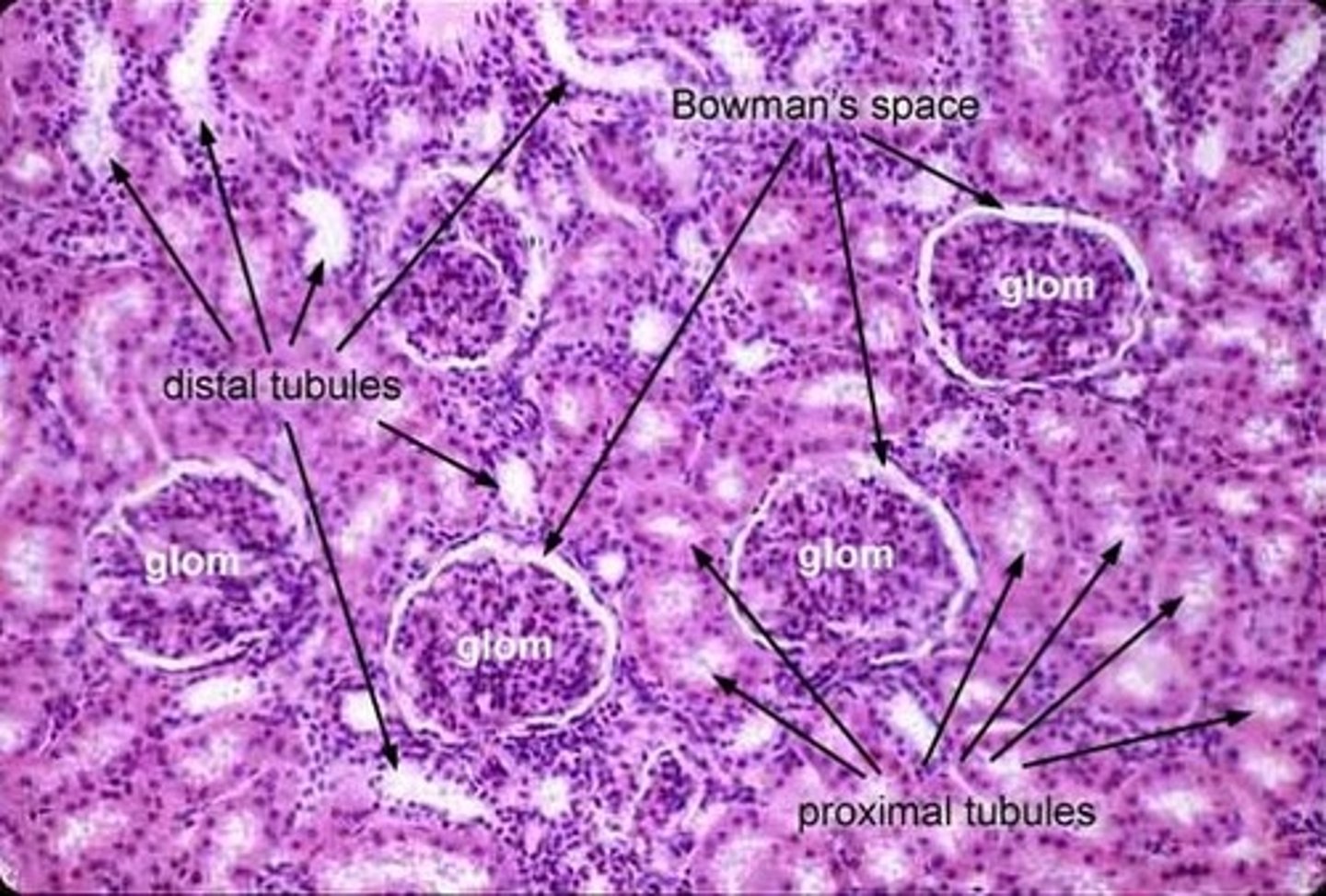 <p>Distal convoluted tubule and proximal convoluted tubule</p>