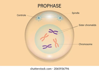 <ul><li><p>Nuclear membrane disintegrates</p></li><li><p>Nucleolus disappears</p></li><li><p>Chromatin condenses into chromosomes and become visible</p></li><li><p>Spindle apparatus begins to form at the poles</p></li></ul><p></p>
