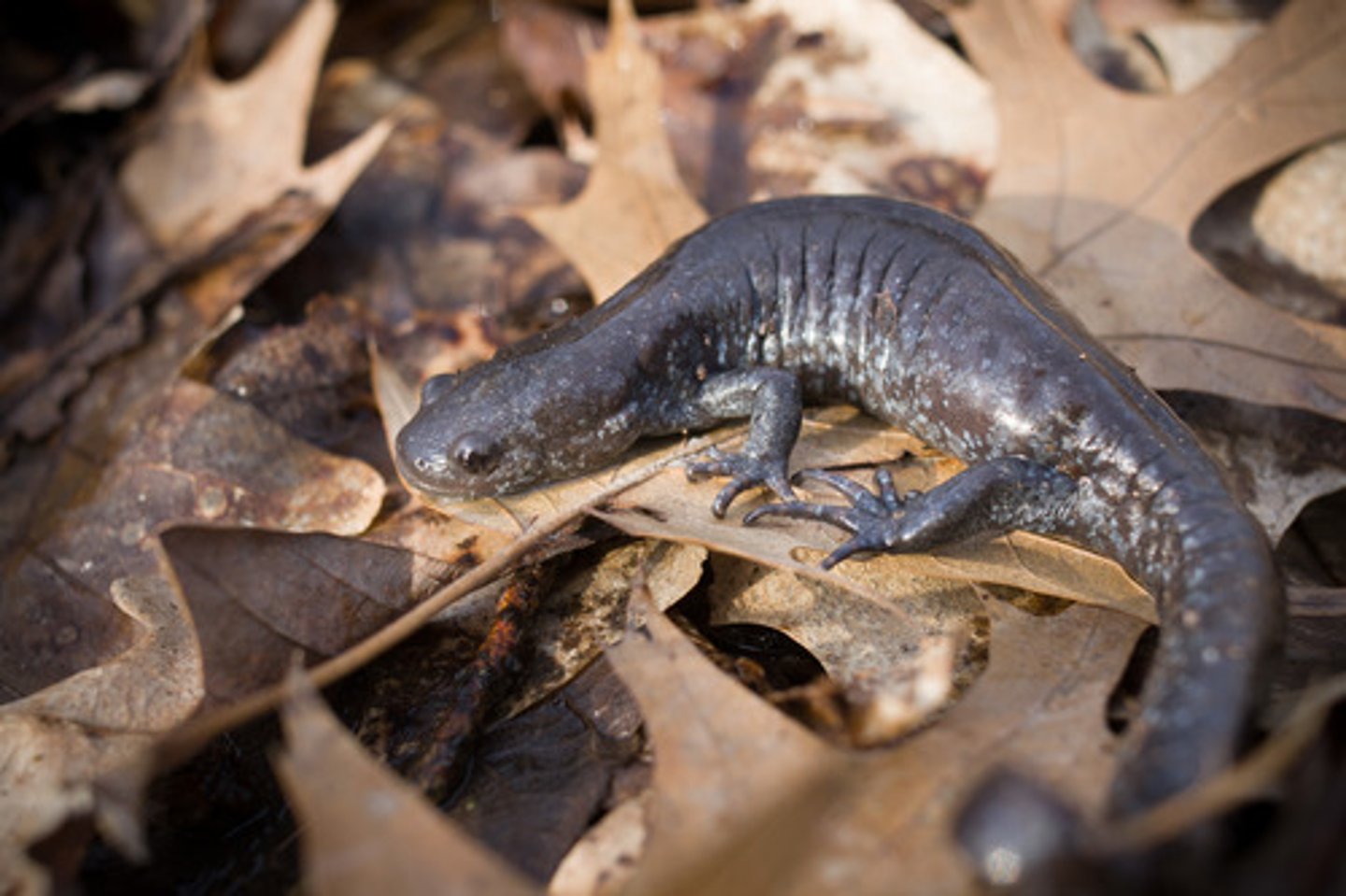 <p>Ambystoma jeffersonianum (Special Concern)</p>