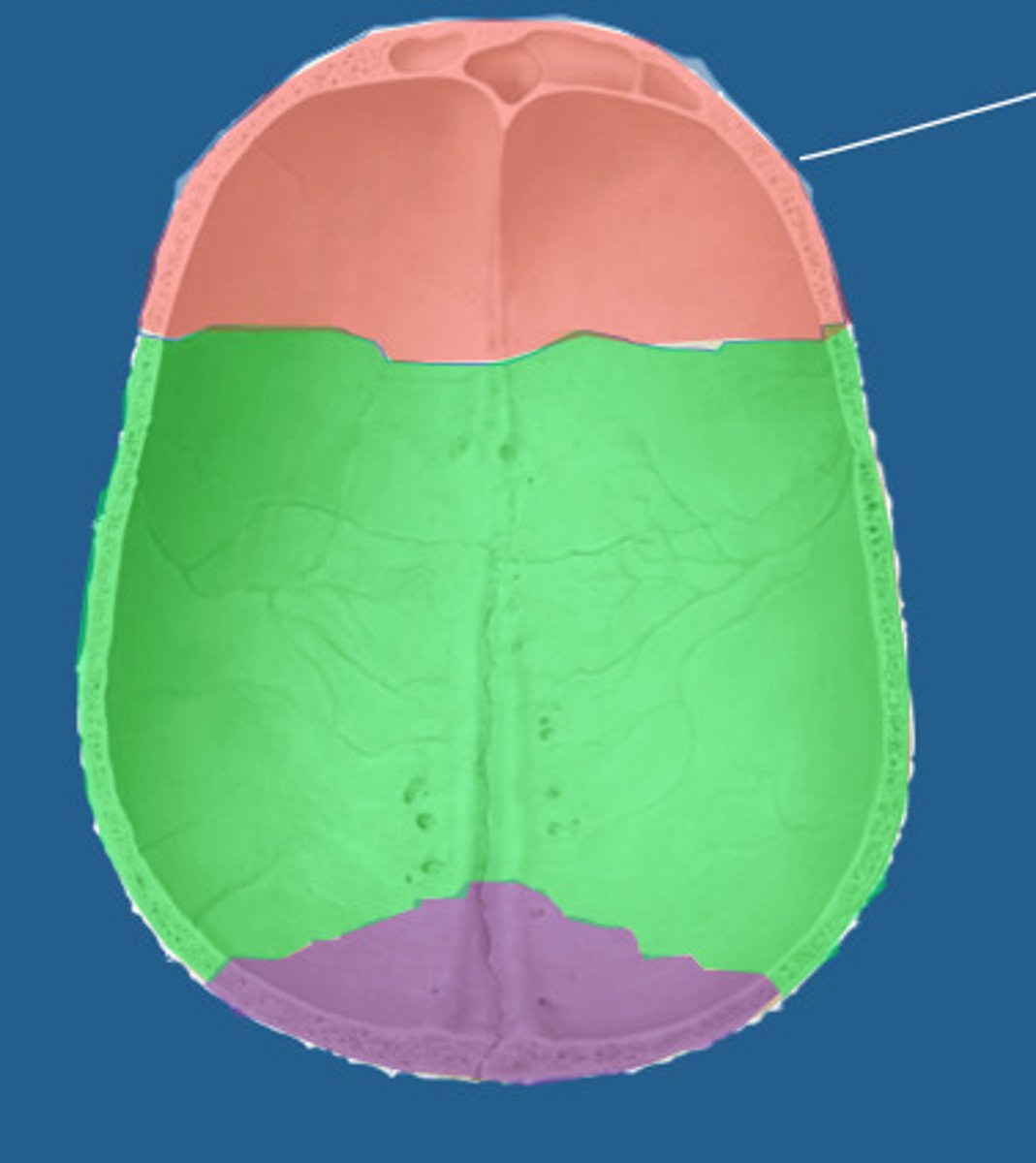 <p>Upper “Skull Cap” Bones (Collectively)</p>