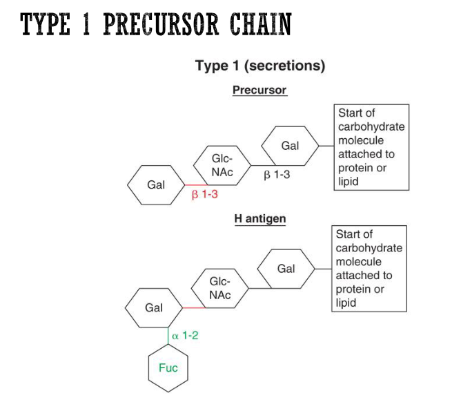 <ul><li><p>found in gut lining, plasma, and secretions </p></li><li><p>precursor substances are built off of the type I precursor chain (aka the <span>β-1,3 connection in red—see image)</span></p></li></ul><p></p>