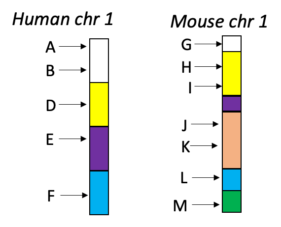 <p>The syntenic regions between human chr 1 and mouse chr 1 are labeled by the same color.</p><p>Genes A and H are homologs;</p><p>Genes D and K are homologs;</p><p>Genes E and G are homologs;</p><p>Genes F and L are homologs;</p><p>Which gene pair are syntelogs?</p>