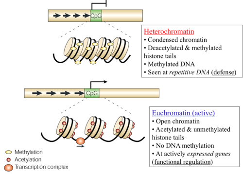 When the DNA is loosely packed and therefore accessible to the transcription machinery. less condensed. Different cell types will have varying segments of DNA packaged as heterochromatin and euchromatin Some segments of DNA may be permanently supercoiled, while other segments may change over the life cycle of the cell