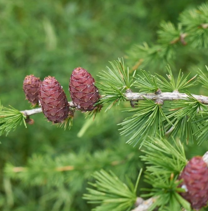 <p>Japanse lork, Larix kaempferi</p>