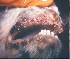 <p>skin infection with Shallow eruptions caused by a pox virus</p>