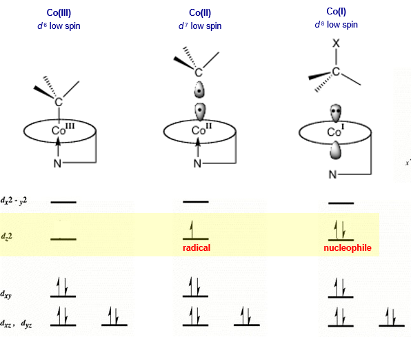 <p>Co(III): 6 ligands, resting state of b12. base-on</p><p>Co(II) 5 ligands, performs radical chemistry. base-on</p><p>Co(I) 4 ligands, now square planar, acts as a strong nucleophile since it has 2 electrons paired in high energy orbital. base off</p><p>base on/off determines coordination number of cobalt</p>
