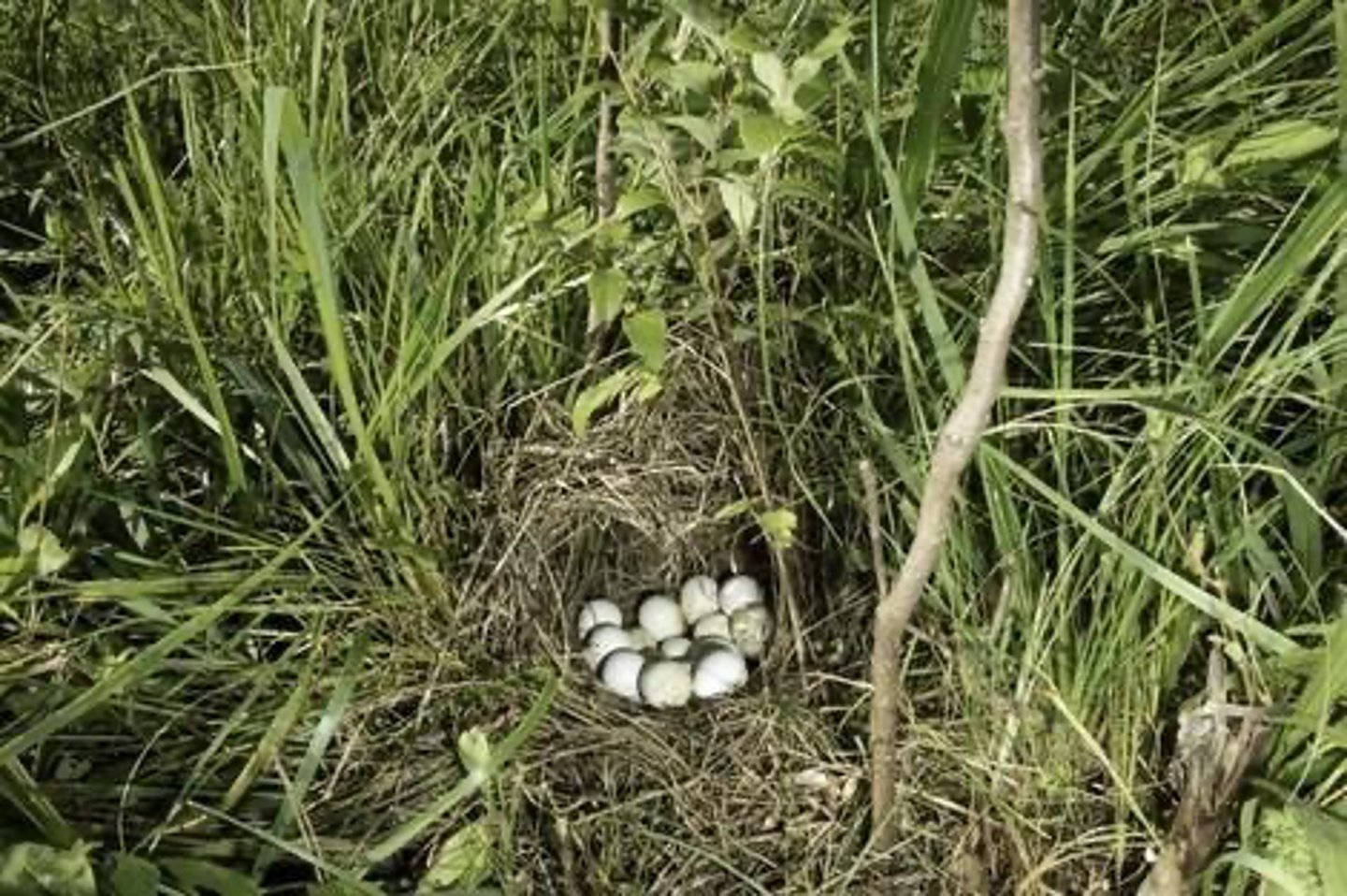 <p>Nesting cover, brood-rearing cover, and roosting cover.</p>