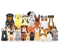 <p>a l’avenire</p><p>A l’avenire, il veut beaucoup de chats et de chiens </p>