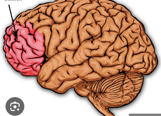 knowt flashcard image