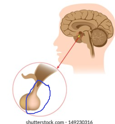 <p>side of the pituitary gland which contains more neurons and is whiter in color from myelin coating</p>
