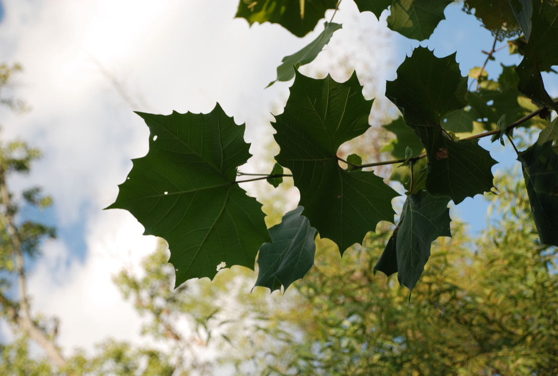 <p>American Sycamore</p>