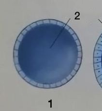 <ol><li><p>Blástula</p></li><li><p>Blastocele</p></li></ol>