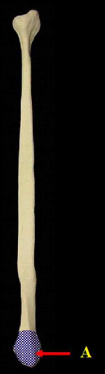 <p>Distal end of the fibula</p>